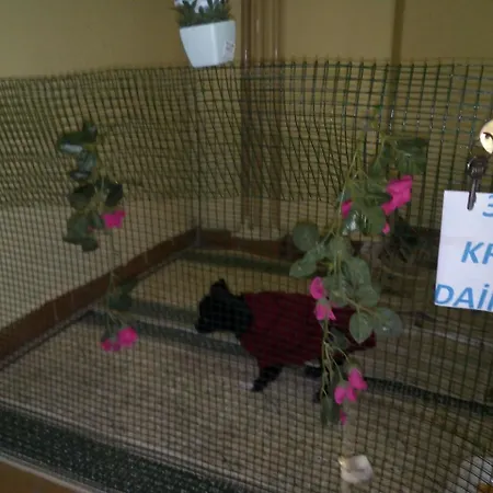 Altin Denizli (Denizli)